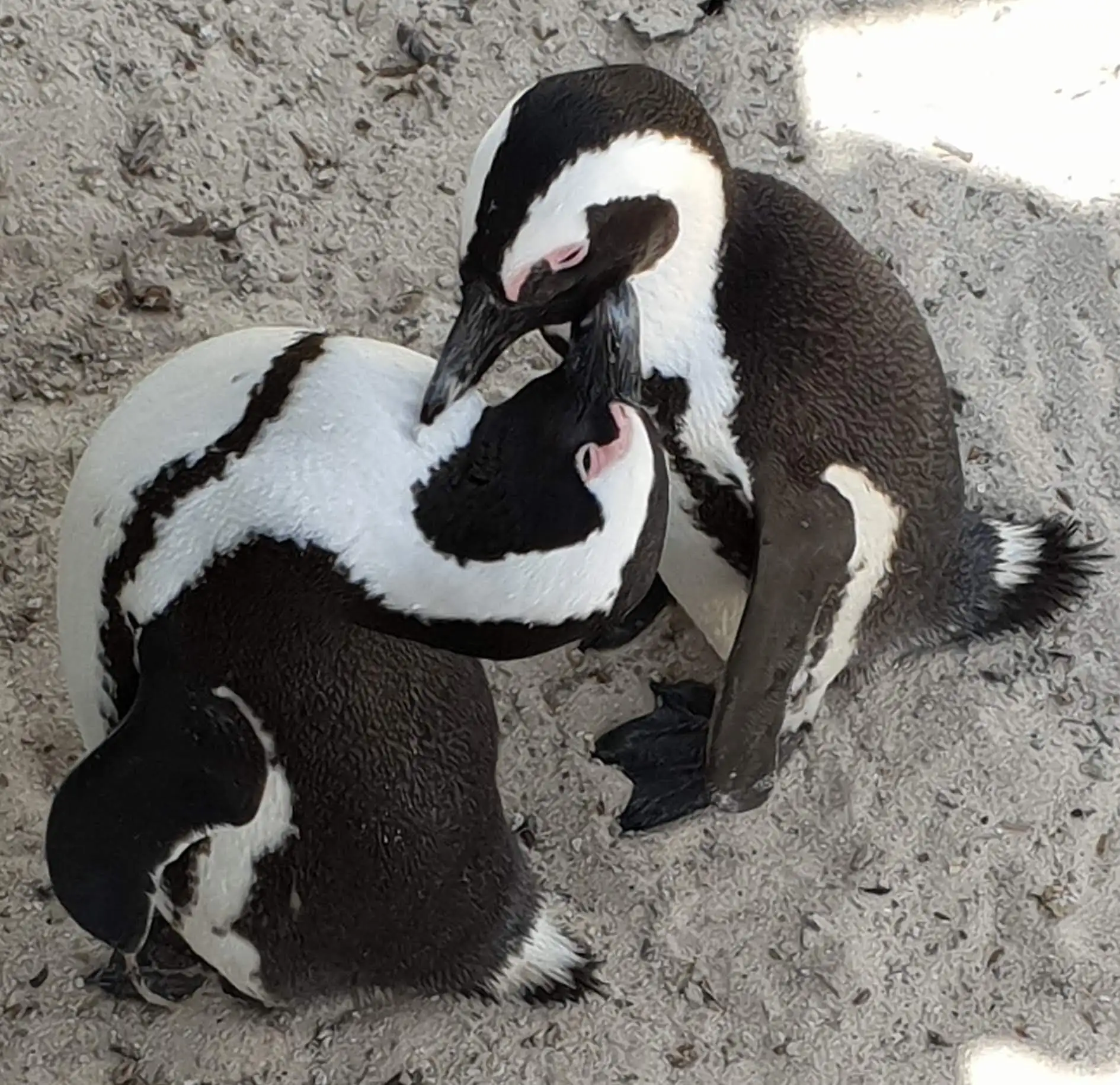 Two African Penguins together.