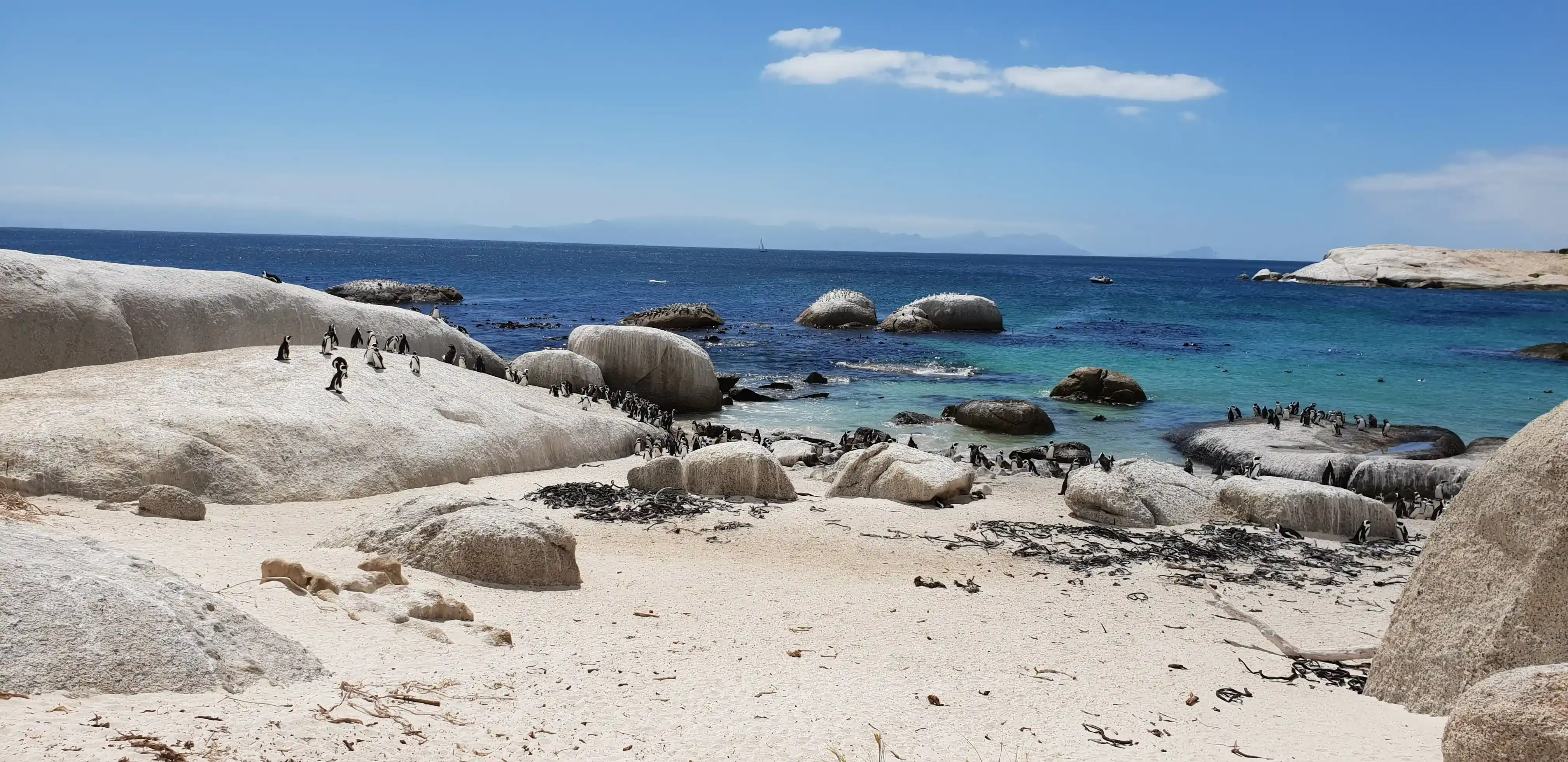 The Flightless Birds of the Cape Peninsula.