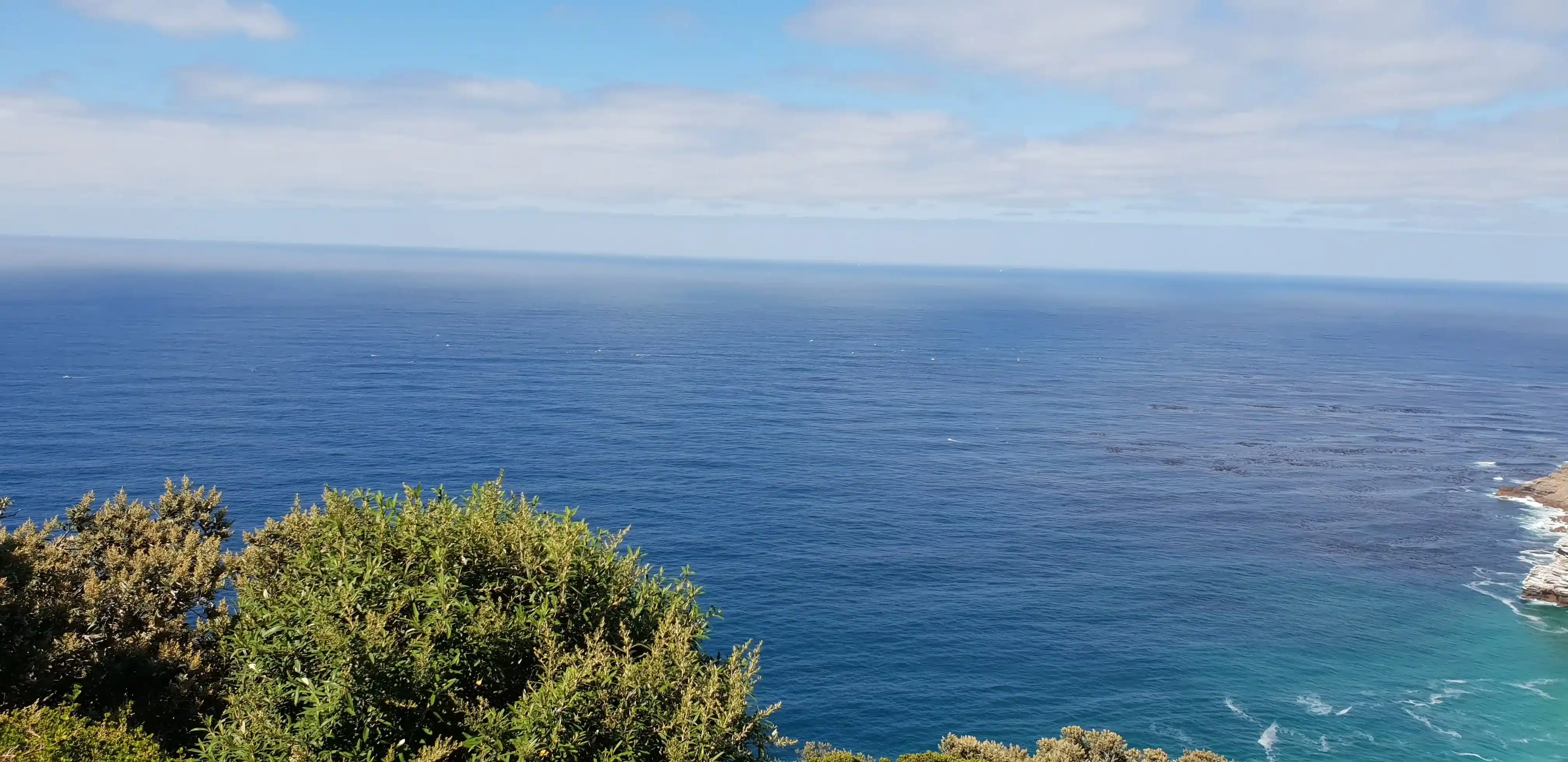 Scenic view of the ocean slightly obstructed by bushes.